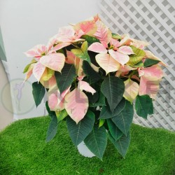 Poinsettia marble