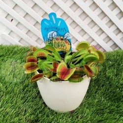 Dionaea muscipula