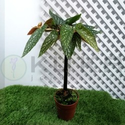 Begonia tamaya