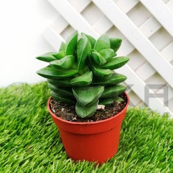 Crassula rupestris