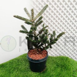 Abies koreana silberlocke