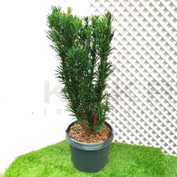 Cephalotaxus Harringtonii...