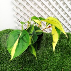 Philodendro scandens Brasil