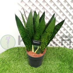 Sansevieria zeylanica