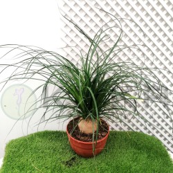 Beaucarnea recurvata