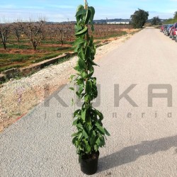 Bignonia venusta