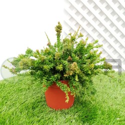 Rhipsalis mesembryanthemoides