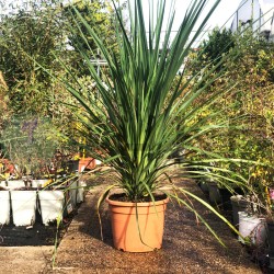 Dracaena Indivisa