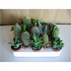 Cactus Variados