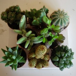 Cactus Variados