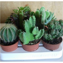 Cactus Variados