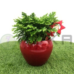 Selaginella jori maceta...
