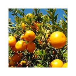 Citrus myrtifolia