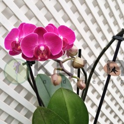 Orquidea phalaenopsis...