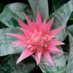 Aechemea primera sin flor...