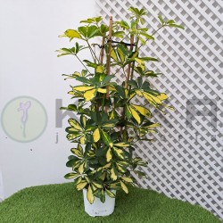 Schefflera Arboricola Gold...