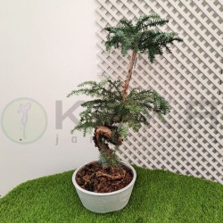 Bonsái araucaria cunninghamii