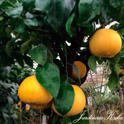 Pomelo rio red