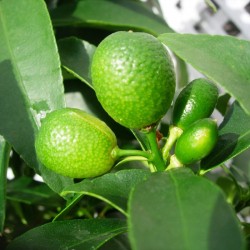 Kumquat