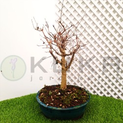 Bonsái Acer buergerianum