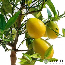 Limequat