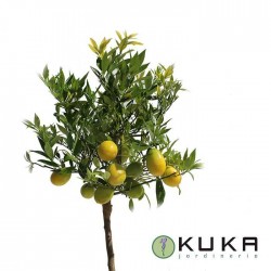 Limequat