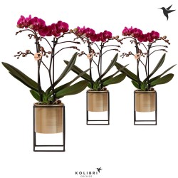 Orquidea phalaenopsis kolibri
