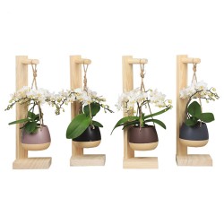 Orquidea phalaenopsis...