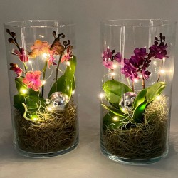Orquidea phalaenopsis mini...