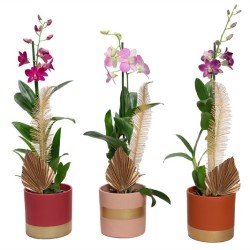 Orquidea dendrobium Sa-Nook...