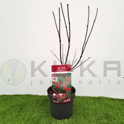 Acer palmatum bloodgood