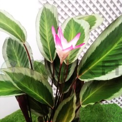 Calathea Bicajoux gecko