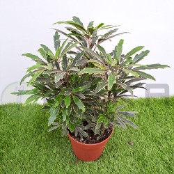 Aralia elegantisima