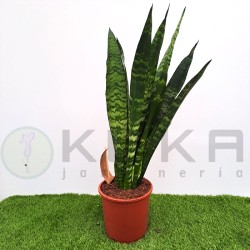 Sansevieria trifasciata...