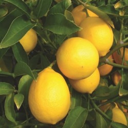 Limon meyeri