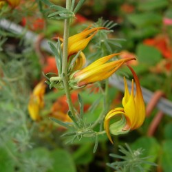 Lotus Berthelottiii