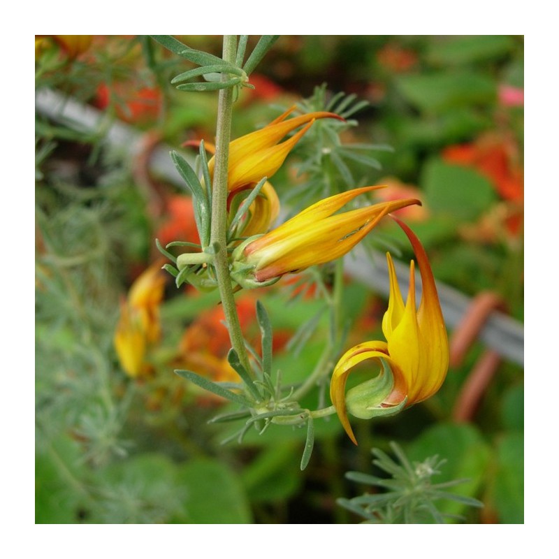 Lotus Berthelottiii