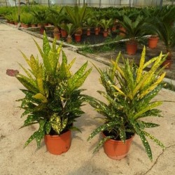 Croton Gold Dust