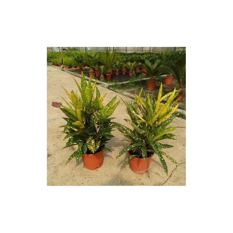 Croton Gold Dust