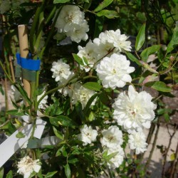 Rosal Banksiana Alba Plena