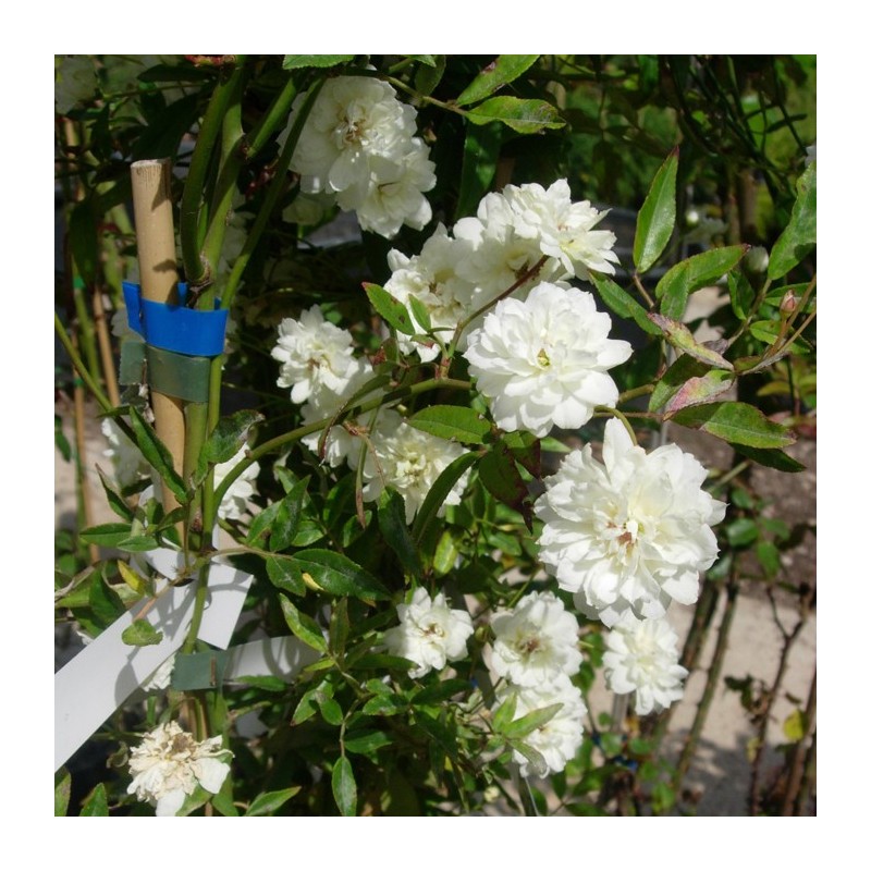Rosal Banksiana Alba Plena