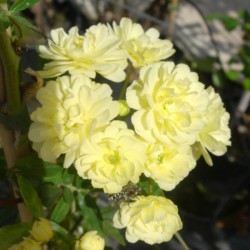 Rosal Banksiae Lutea Plena