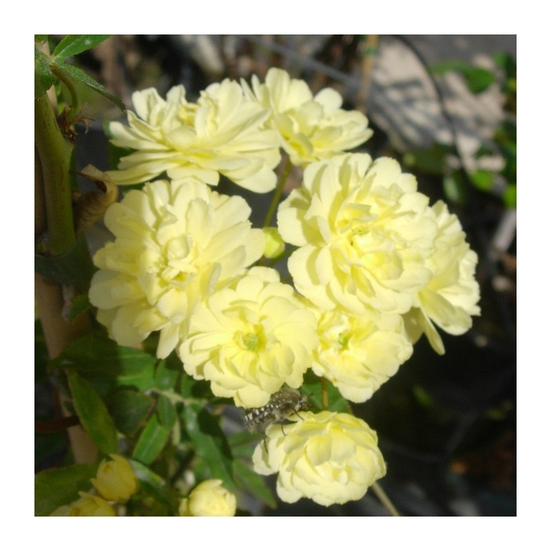 Rosal Banksiae Lutea Plena