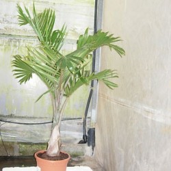 Hyophorbe Lagenicaulis