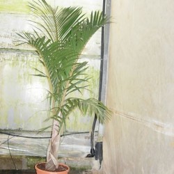 Hyophorbe Verschafelti