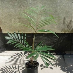 Arenga Engleri