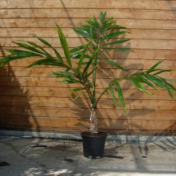 Chambeyronia Macrocarpa