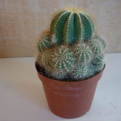 Eriocactus Magnificus