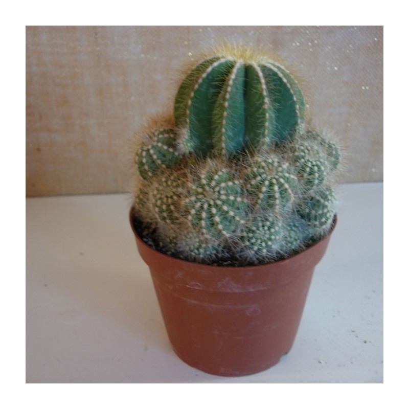 Eriocactus Magnificus