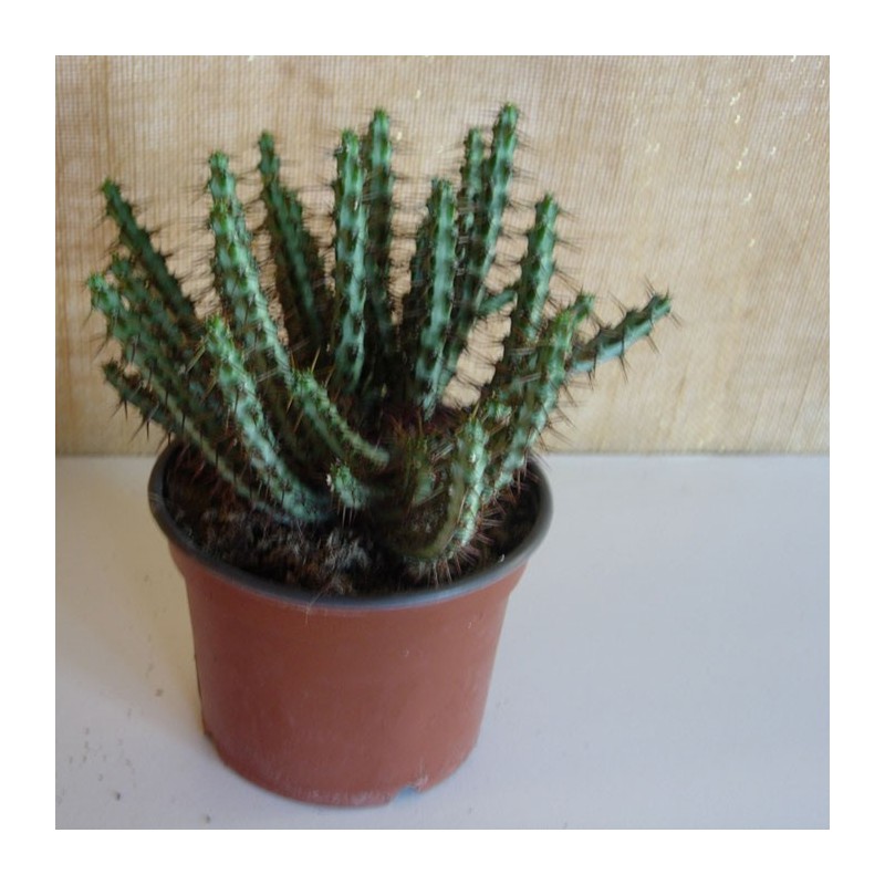 Euphorbia Aeruginosa